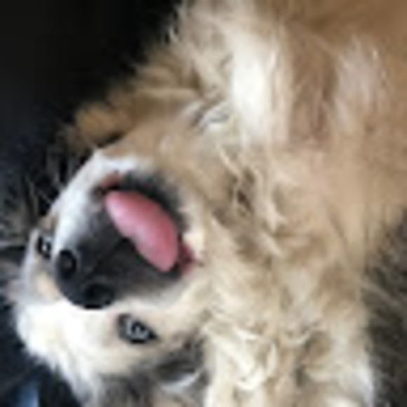 Meet your Posher, Payton - Picture 1 of 1